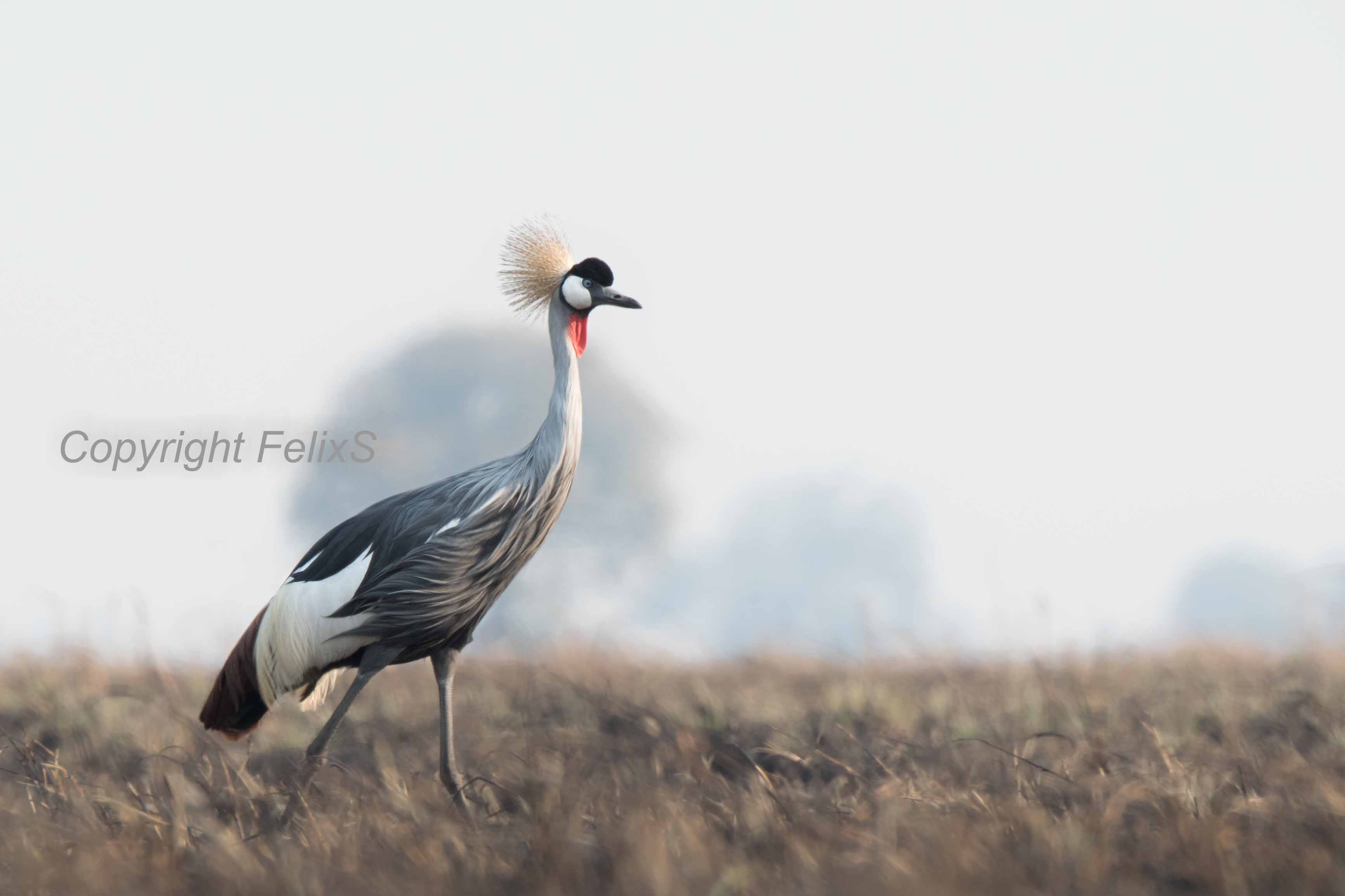 crowned crane